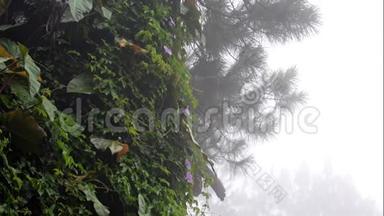 雨、雾、树木和植被的薄雾背景或标题视频